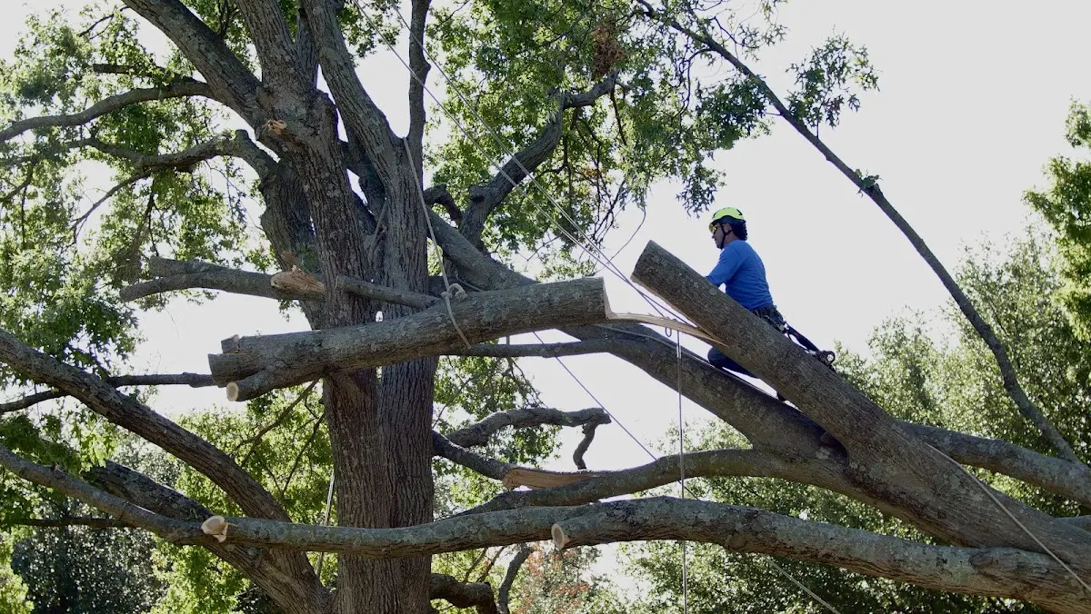 Professional Hazardous Tree Removal performed by certified arborists in Crocker