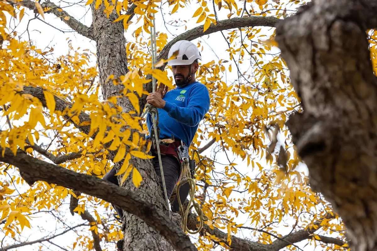 Skilled Storm Damage Cleanup crew working in Crocker